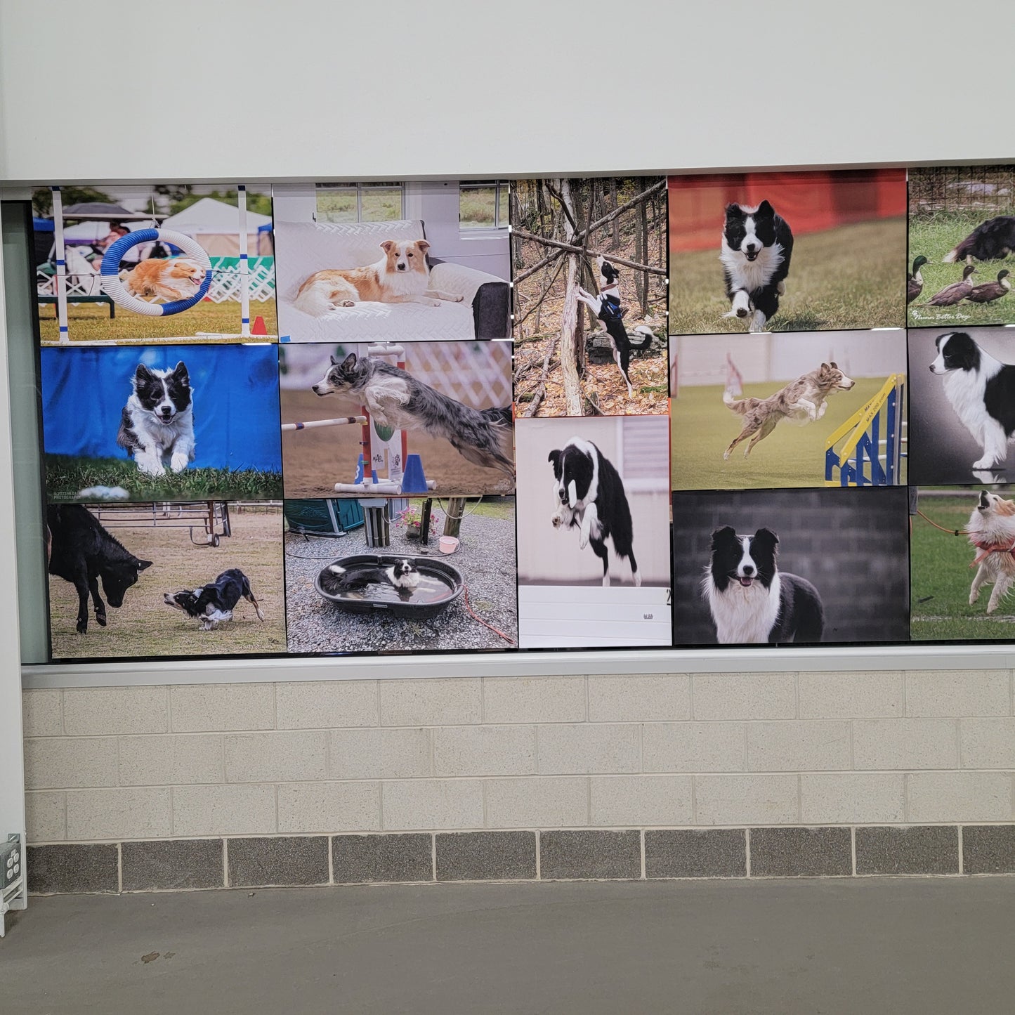 2026 Show Off Your Dog at the National Specialty