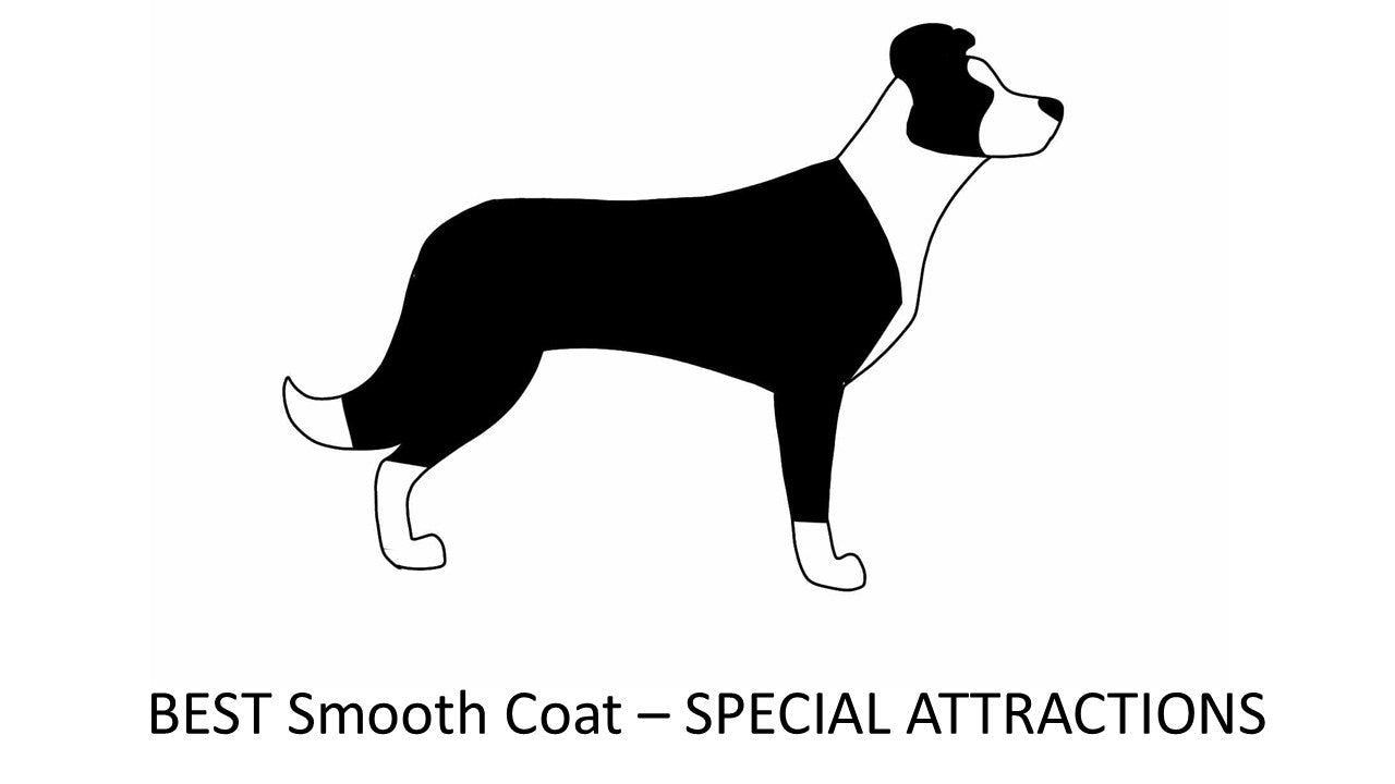 2026 - Special Attraction - Best Smooth Coat