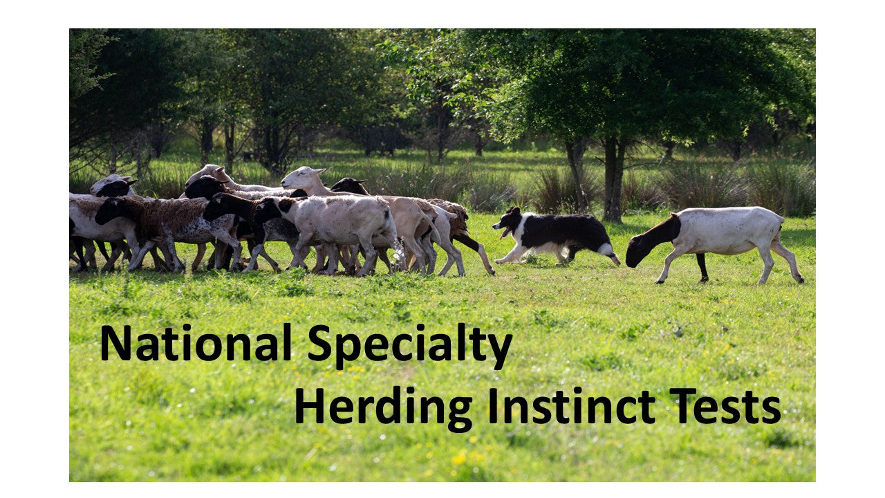 2026 - NS Herding instinct Entry