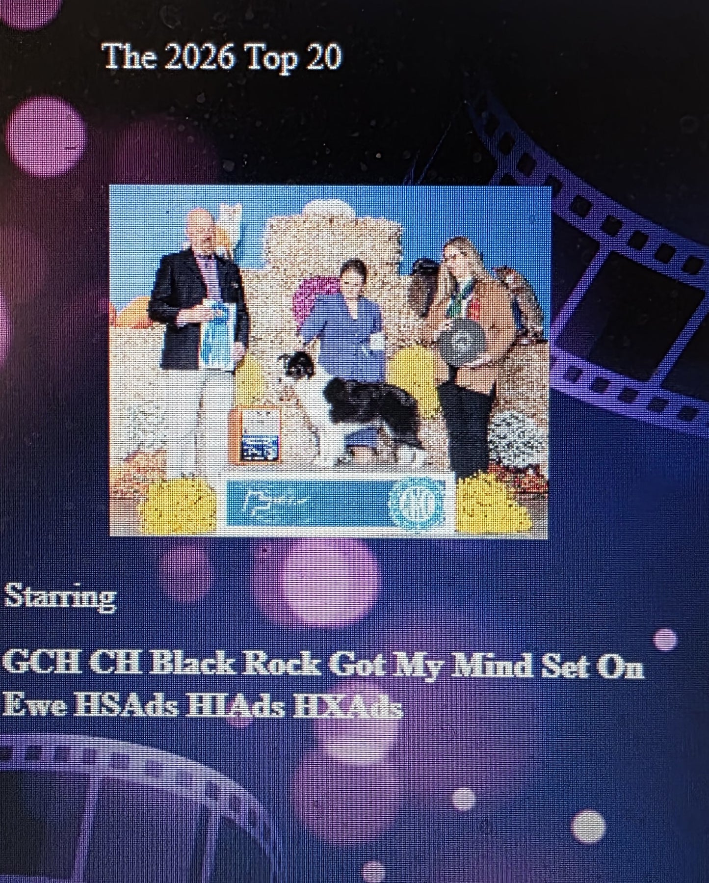 A - 2026 BCSA National Specialty Top 20 or Owner Handled Invitational For Those Who Will NOT Be In Attendance