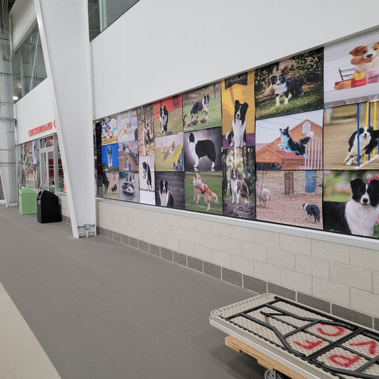 2026 Show Off Your Dog at the National Specialty