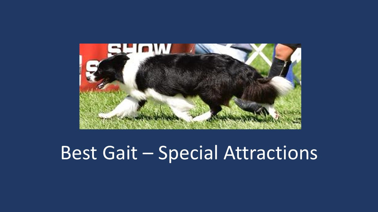 2026 - Special Attraction - Best Gait