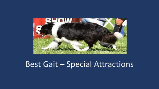 2026 - Special Attraction - Best Gait